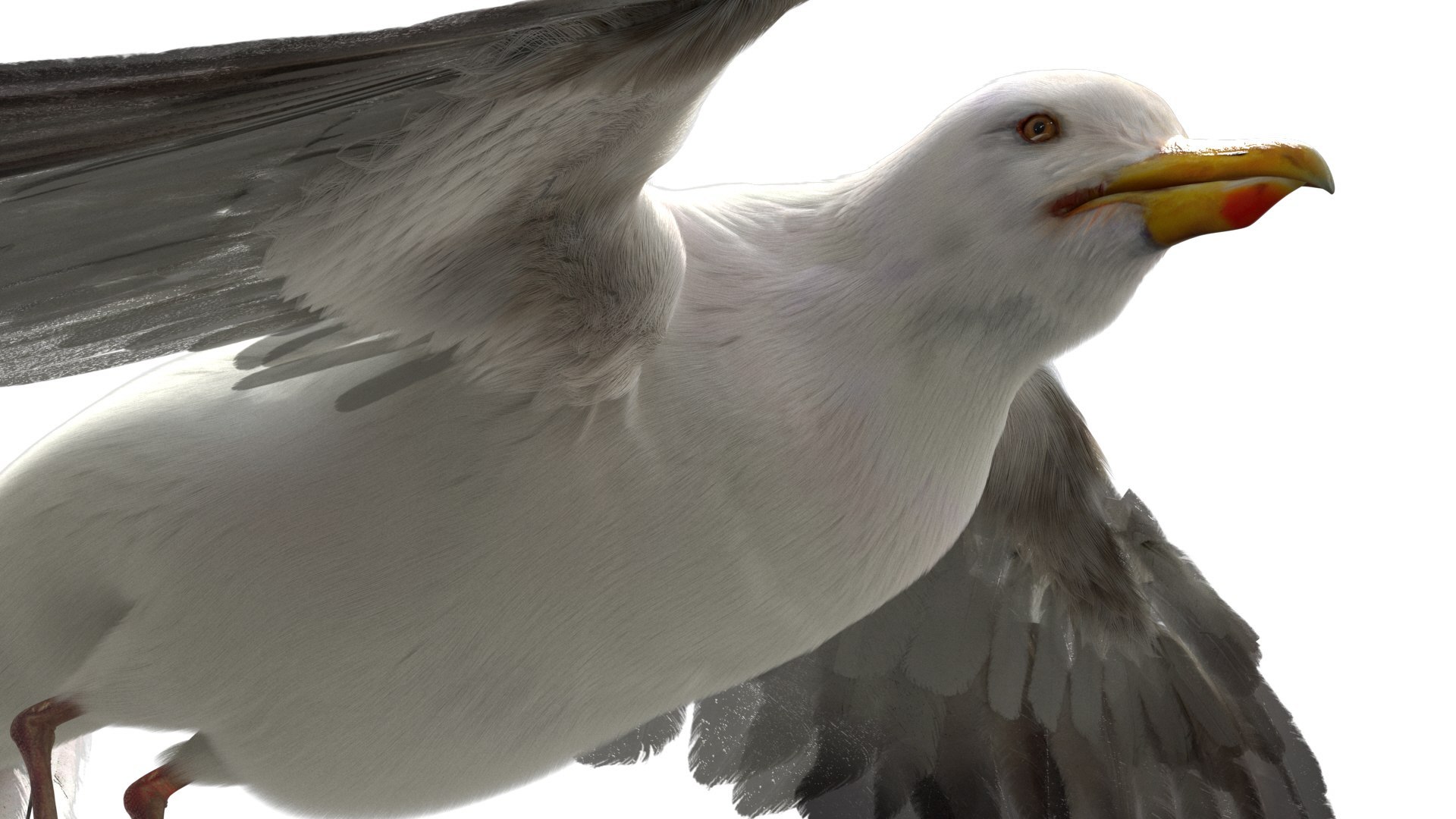 Seagull Fur Animated Rigged 3D 3D https://p.turbosquid.com/ts-thumb/TY/bVFBX9/C7/09/jpg/1753754414/1920x1080/fit_q87/0fa7502efc66d4daf8463aa63f6752f21ceb9570/09.jpg