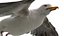 Seagull Fur Animated Rigged 3D
