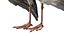 Seagull Fur Animated Rigged 3D