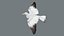 Seagull Fur Animated Rigged 3D