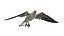 Seagull Fur Animated Rigged 3D