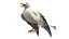 Seagull Fur Animated Rigged 3D