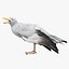 Seagull Fur Animated Rigged 3D