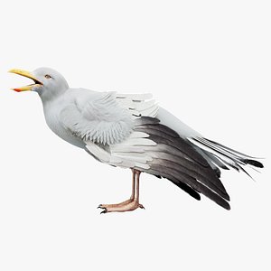 Seagull Fur Animated Rigged 3D