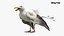 Seagull Fur Animated Rigged 3D