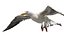 Seagull Fur Animated Rigged 3D