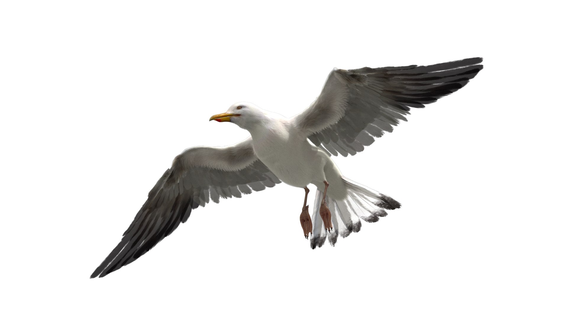 Seagull Fur Animated Rigged 3D 3D https://p.turbosquid.com/ts-thumb/TY/bVFBX9/k0/31/jpg/1753754429/1920x1080/fit_q87/b76427c2cd8aef58749bf443647f377d4389b88d/31.jpg