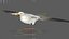 Seagull Fur Animated Rigged 3D