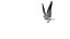 Seagull Fur Animated Rigged 3D