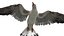 Seagull Fur Animated Rigged 3D