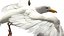 Seagull Fur Animated Rigged 3D