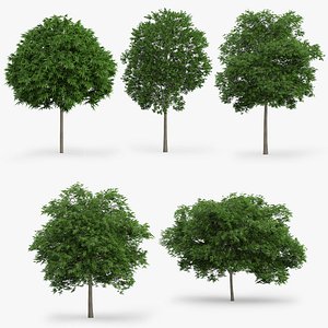 5 Japanese Maple Trees