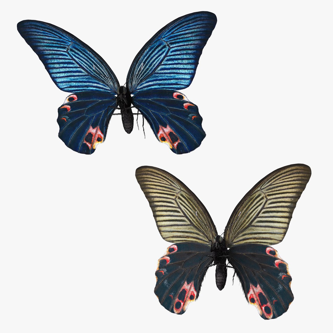 Papilio Protenor Butterfly Male and Female Collection 3D model preview