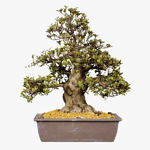 Satsuki Choyo Bonsai Tree Remastered 3D model