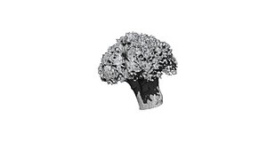 broccoli  cut 3D CT scan model 4 decimate 30percent 3D