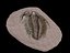trilobites fósiles