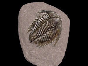 3d model fossil trilobite