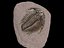 trilobites fósiles