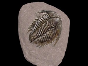 fossil trilobite