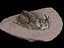 trilobites fósiles