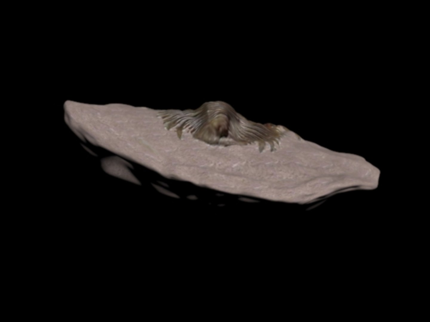 3d model fossil trilobite https://p.turbosquid.com/ts-thumb/TZ/6i9ja3/jnzLLJNU/ft6/jpg/1425206055/1920x1080/fit_q87/cd55945b70495d982a1edffaeec067b968296463/ft6.jpg
