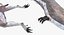 Pterossauro Pteranodon Branco Voando Pose