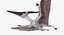 Pterossauro Pteranodon Branco Voando Pose