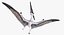 Pterossauro Pteranodon Branco Voando Pose