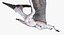 Pterossauro Pteranodon Branco Voando Pose