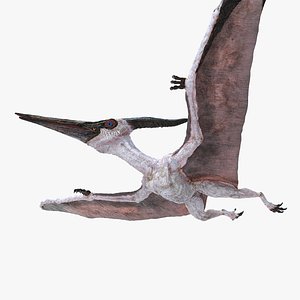 Pterosaur Pteranodon White Flying Pose 3D Model