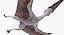 Pterossauro Pteranodon Branco Voando Pose