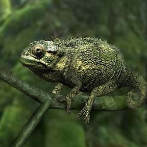 obj chameleon lizard