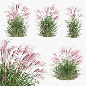 Miscanthus sinensis Flamingo Chinese silver grass set 3D
