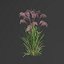 Miscanthus sinensis 플라밍고 중국 억새 세트