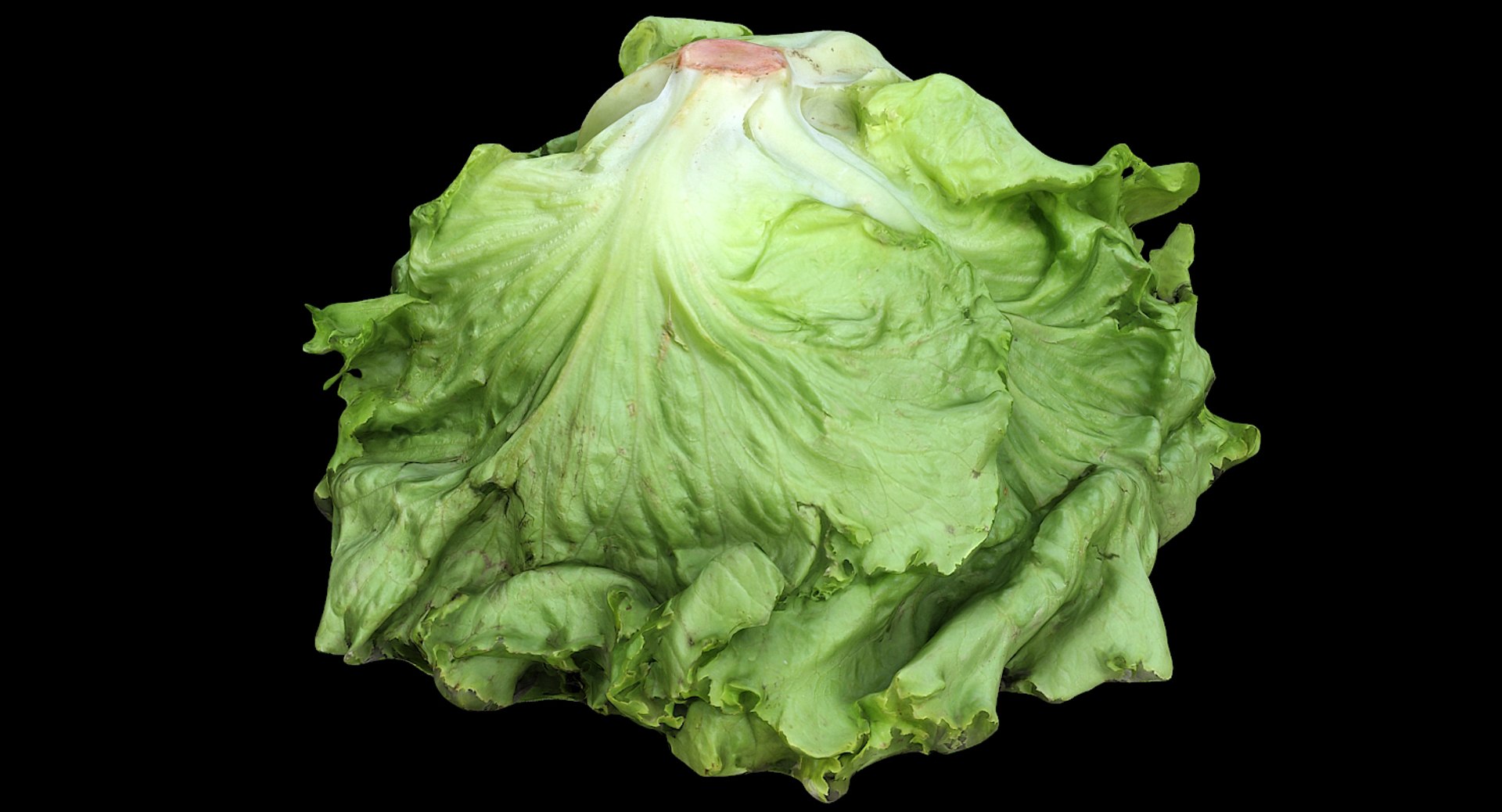 Salad Head 3D Model TurboSquid 1305462