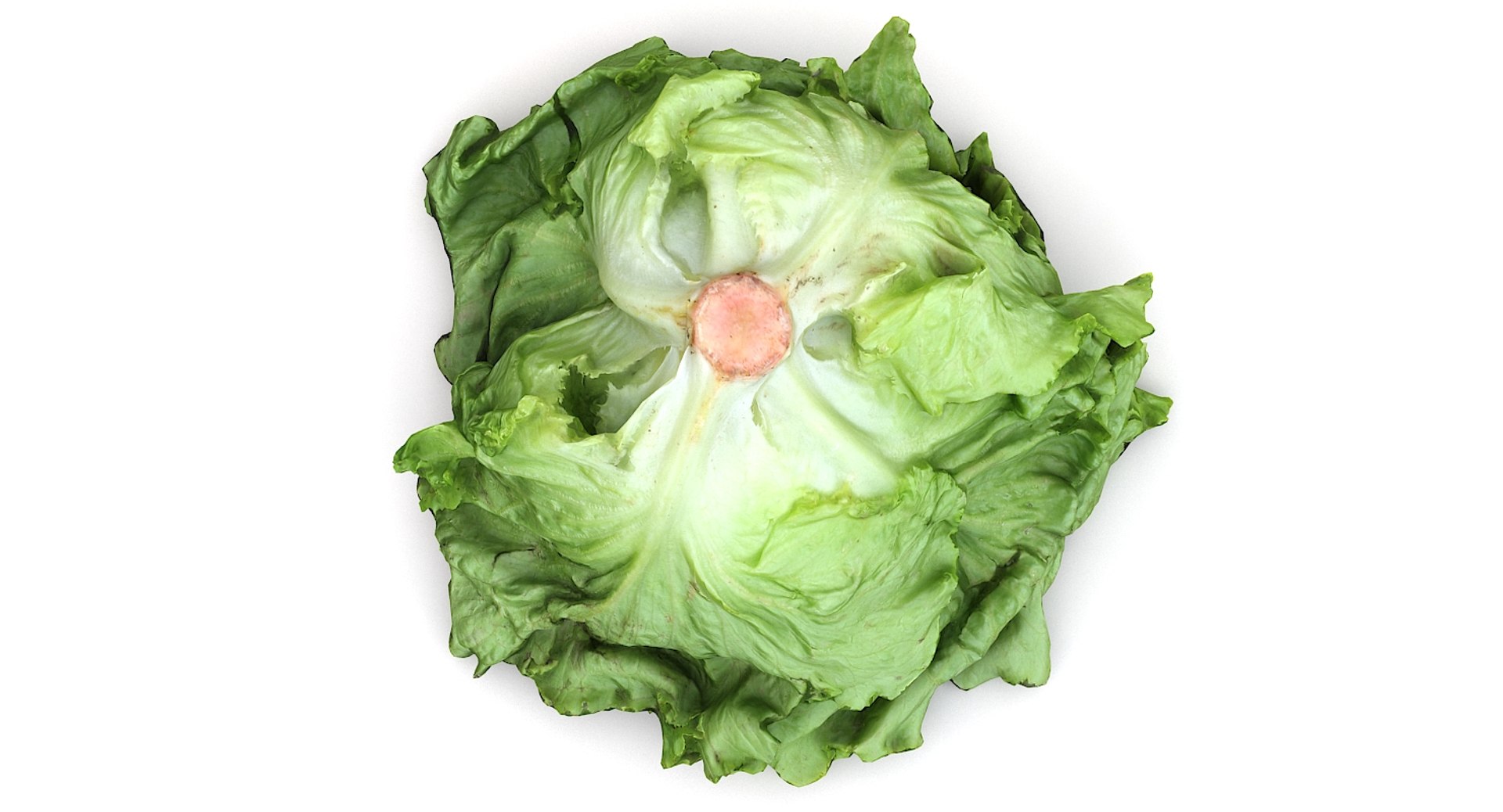 Salad Head 3D Model TurboSquid 1305462