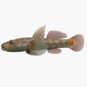 3ds max rhinogobius kurodai swimming