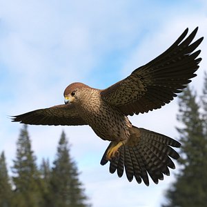 3D Falcon Bird in Flight Brown