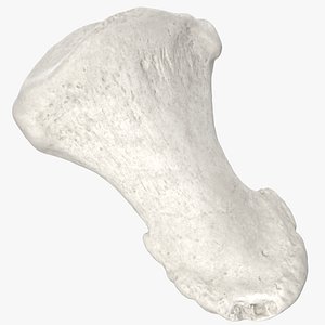 Real Distal Phalanx Bone of Big Toe 01 White