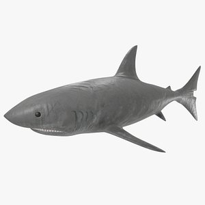 Shark-HighPoly-Turbosquid 3D
