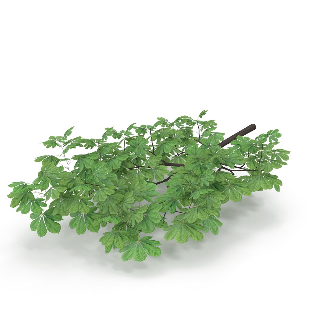 Horsechestnut Branch V1 3D model https://p.turbosquid.com/ts-thumb/TZ/nyWS3F/CX/2/jpg/1728035266/1920x1080/fit_q87/8e7f421d8a9c067b23ec89f6e927f67be3a06612/2.jpg