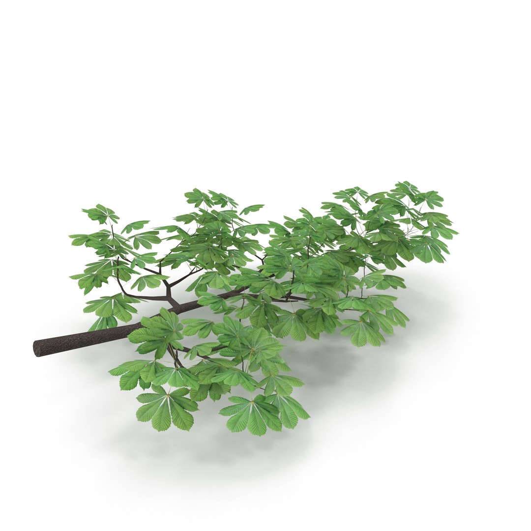 Horsechestnut Branch V1 3D model https://p.turbosquid.com/ts-thumb/TZ/nyWS3F/GN/5/jpg/1728035268/1920x1080/fit_q87/a239be35e1efb617f0286c0589ba983df5398052/5.jpg