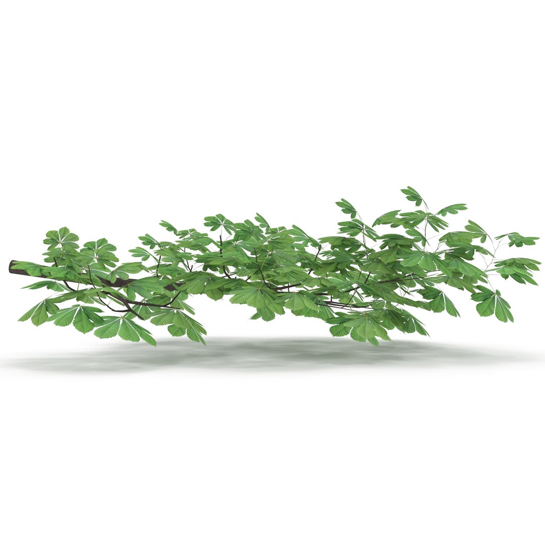 Horsechestnut Branch V1 3D model https://p.turbosquid.com/ts-thumb/TZ/nyWS3F/Tw/3/jpg/1728462914/1920x1080/fit_q87/cd6d4e4489dda532cf4d983d1c336103f627c698/3.jpg