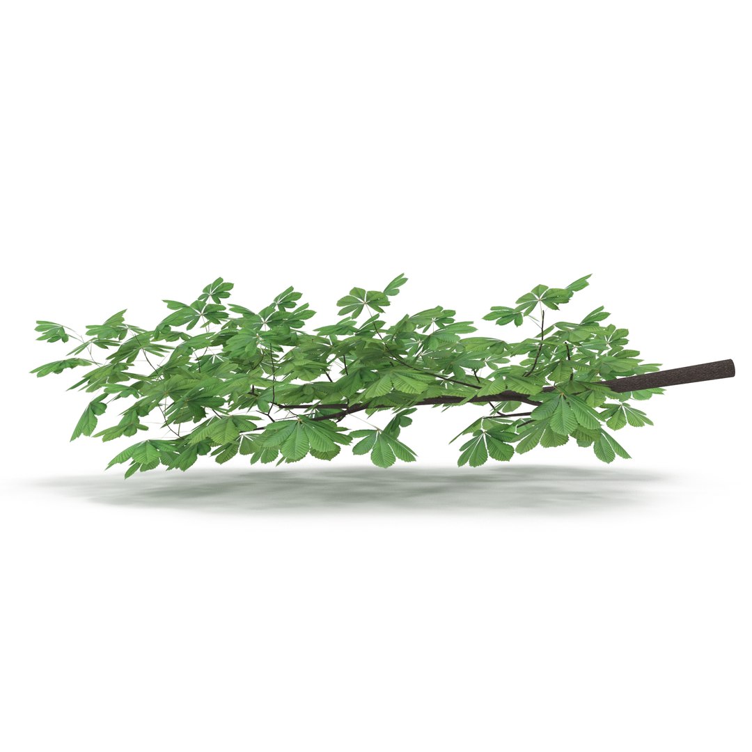 Horsechestnut Branch V1 3D model https://p.turbosquid.com/ts-thumb/TZ/nyWS3F/t6/4/jpg/1728035267/1920x1080/fit_q87/6f2a05aa92c5f5a44b82e7d185318191211a8516/4.jpg