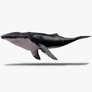 obj humpback whale - megaptera