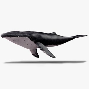 Humpback Whale - Megaptera Novaeangliae