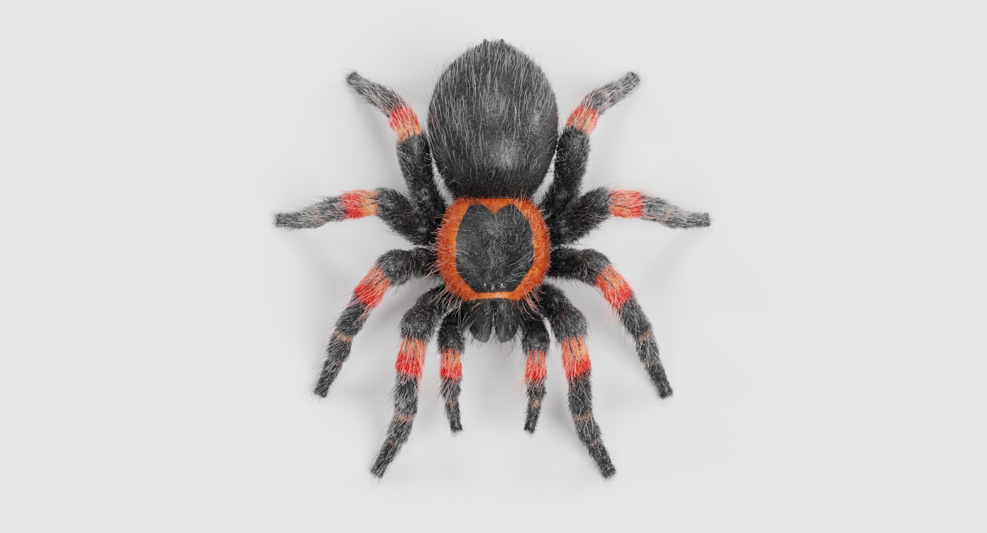 3D Insect - Huge Collection https://p.turbosquid.com/ts-thumb/TZ/rQBQ0z/3FX5kRqJ/tarantulac/png/1661670794/1920x1080/fit_q87/ea709e62bc30a378d99c3f2a17146fad06ef170a/tarantulac.jpg
