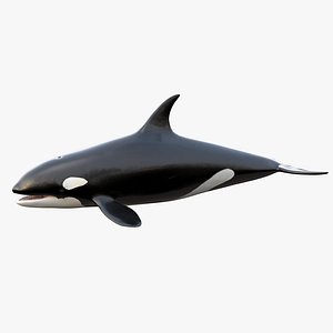 Killer Whale