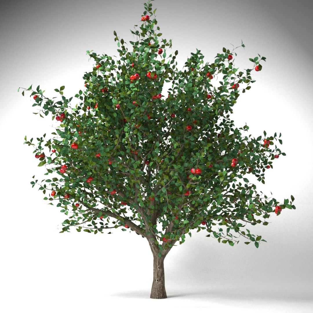 apple tree 5 model https://p.turbosquid.com/ts-thumb/Ta/0UjFGb/QlEpzkEX/malus_20001/jpg/1503593836/1920x1080/fit_q87/200efe5b8b6b2c766e4bb169655467f8a6f9bc1f/malus_20001.jpg