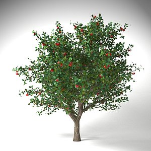 apple tree 5 model